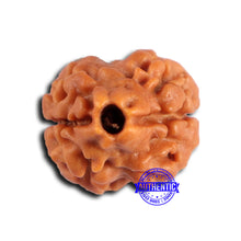 Load image into Gallery viewer, 2 Mukhi Rudraksha from Nepal - Bead No. 159
