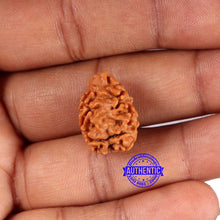 Load image into Gallery viewer, 2 Mukhi Rudraksha from Nepal - Bead No. 159
