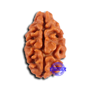 2 Mukhi Rudraksha from Nepal - Bead No. 159