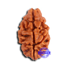 Load image into Gallery viewer, 2 Mukhi Rudraksha from Nepal - Bead No. 159
