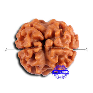 2 Mukhi Rudraksha from Nepal - Bead No. 161