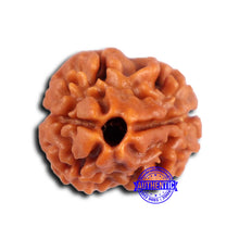 Load image into Gallery viewer, 2 Mukhi Rudraksha from Nepal - Bead No. 161
