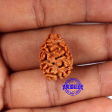 Load image into Gallery viewer, 2 Mukhi Rudraksha from Nepal - Bead No. 161
