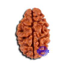 Load image into Gallery viewer, 2 Mukhi Rudraksha from Nepal - Bead No. 161
