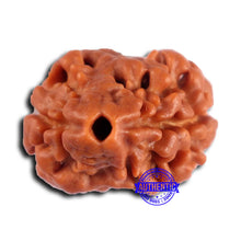 Load image into Gallery viewer, 2 Mukhi Rudraksha from Nepal - Bead No. 162
