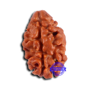 2 Mukhi Rudraksha from Nepal - Bead No. 162