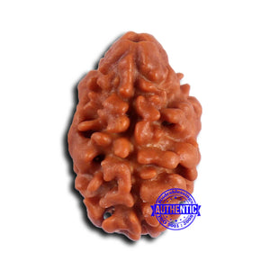 2 Mukhi Rudraksha from Nepal - Bead No. 162