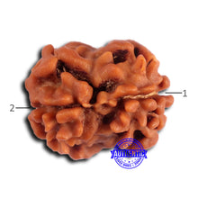 Load image into Gallery viewer, 2 Mukhi Rudraksha from Nepal - Bead No. 164
