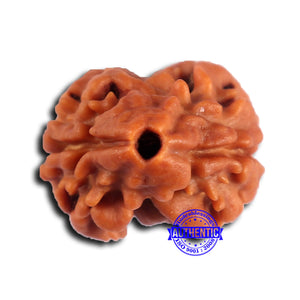 2 Mukhi Rudraksha from Nepal - Bead No. 164