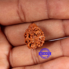 Load image into Gallery viewer, 2 Mukhi Rudraksha from Nepal - Bead No. 164
