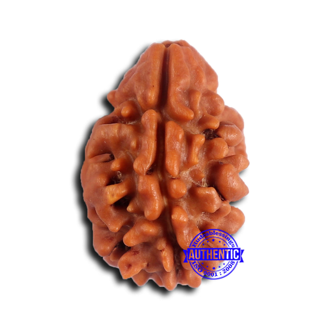 2 Mukhi Rudraksha from Nepal - Bead No. 164