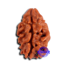 Load image into Gallery viewer, 2 Mukhi Rudraksha from Nepal - Bead No. 164
