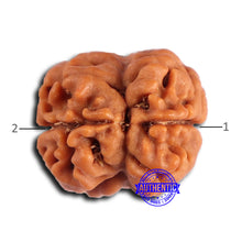 Load image into Gallery viewer, 2 Mukhi Rudraksha from Nepal - Bead No. 165
