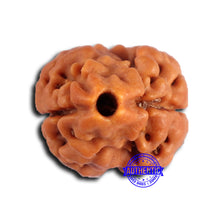 Load image into Gallery viewer, 2 Mukhi Rudraksha from Nepal - Bead No. 165
