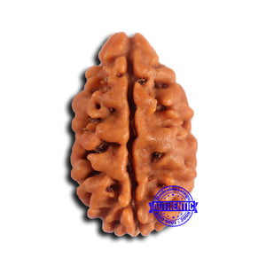 2 Mukhi Rudraksha from Nepal - Bead No. 165