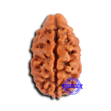 Load image into Gallery viewer, 2 Mukhi Rudraksha from Nepal - Bead No. 165
