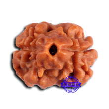 Load image into Gallery viewer, 2 Mukhi Rudraksha from Nepal - Bead No. 166
