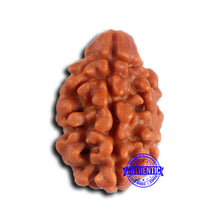 Load image into Gallery viewer, 2 Mukhi Rudraksha from Nepal - Bead No. 166
