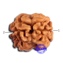 Load image into Gallery viewer, 2 Mukhi Rudraksha from Nepal - Bead No. 167
