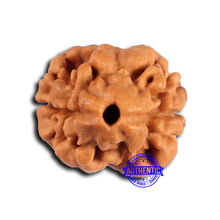 Load image into Gallery viewer, 2 Mukhi Rudraksha from Nepal - Bead No. 167
