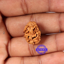 Load image into Gallery viewer, 2 Mukhi Rudraksha from Nepal - Bead No. 167
