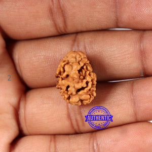 2 Mukhi Rudraksha from Nepal - Bead No. 167