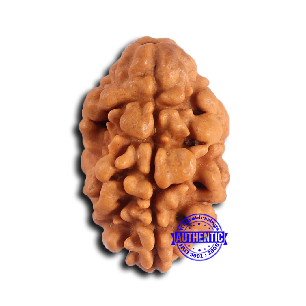 2 Mukhi Rudraksha from Nepal - Bead No. 167