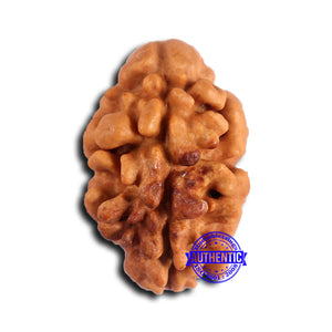 2 Mukhi Rudraksha from Nepal - Bead No. 167