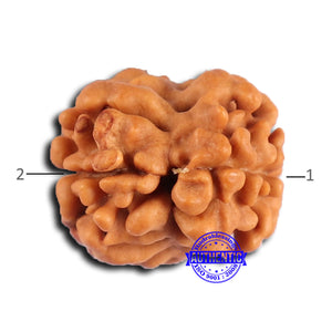 2 Mukhi Rudraksha from Nepal - Bead No. 168