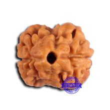 Load image into Gallery viewer, 2 Mukhi Rudraksha from Nepal - Bead No. 168
