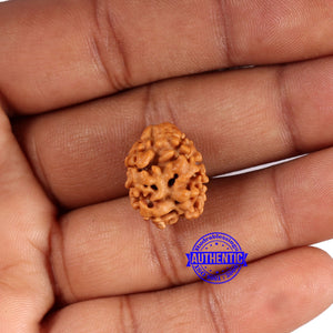 2 Mukhi Rudraksha from Nepal - Bead No. 168