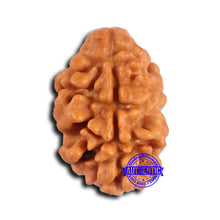 Load image into Gallery viewer, 2 Mukhi Rudraksha from Nepal - Bead No. 168
