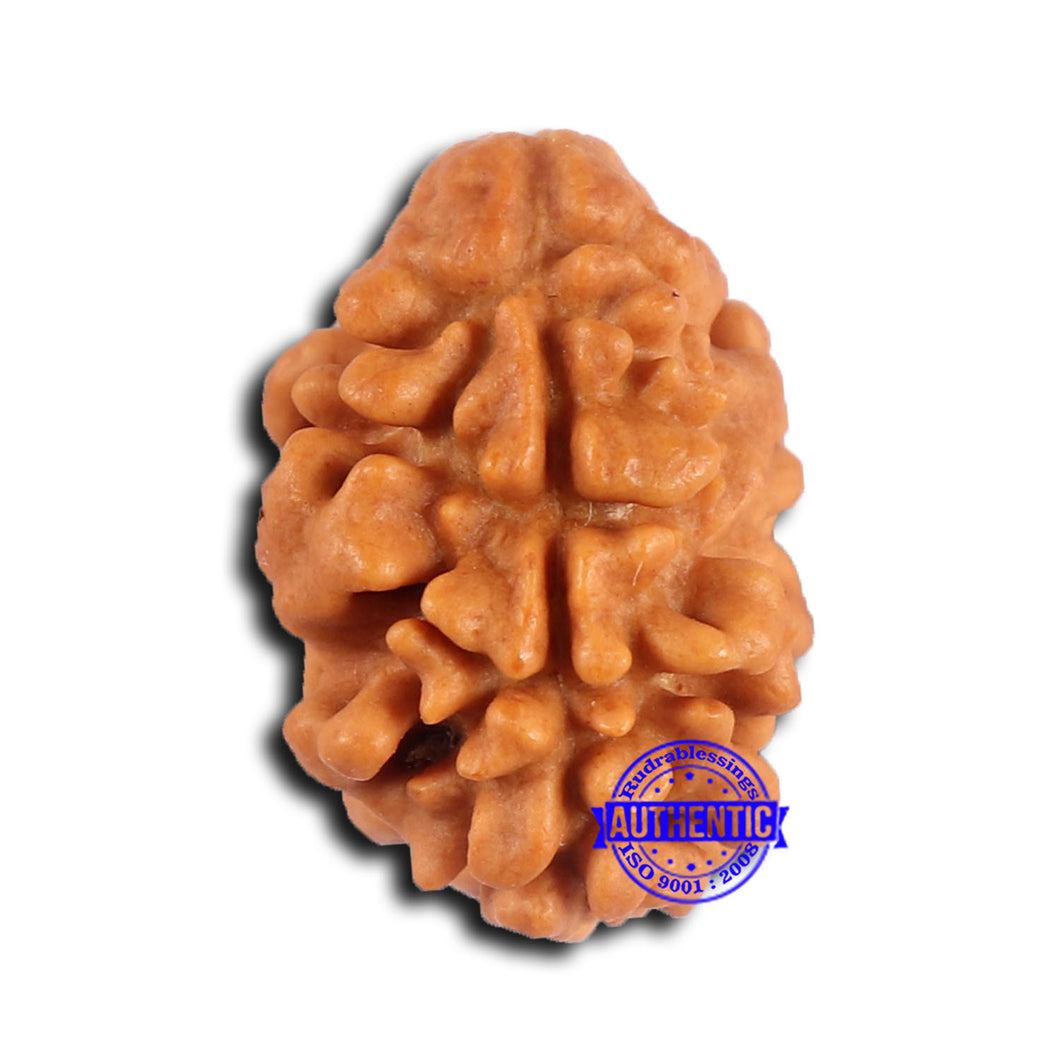 2 Mukhi Rudraksha from Nepal - Bead No. 168