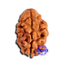 Load image into Gallery viewer, 2 Mukhi Rudraksha from Nepal - Bead No. 168
