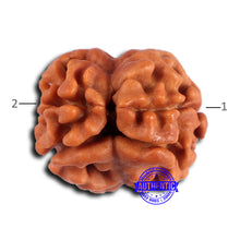 Load image into Gallery viewer, 2 Mukhi Rudraksha from Nepal - Bead No. 169
