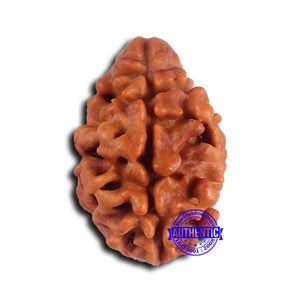 2 Mukhi Rudraksha from Nepal - Bead No. 169