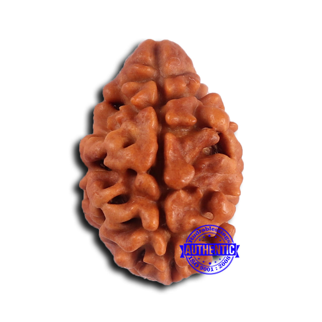 2 Mukhi Rudraksha from Nepal - Bead No. 169