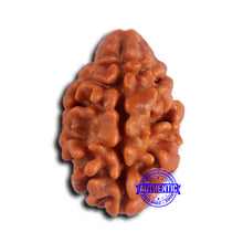 Load image into Gallery viewer, 2 Mukhi Rudraksha from Nepal - Bead No. 169
