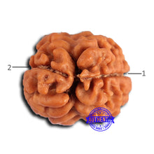 Load image into Gallery viewer, 2 Mukhi Rudraksha from Nepal - Bead No. 170
