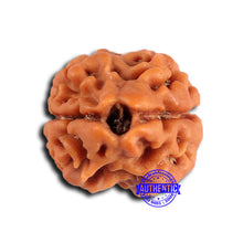 Load image into Gallery viewer, 2 Mukhi Rudraksha from Nepal - Bead No. 170
