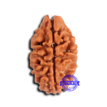 Load image into Gallery viewer, 2 Mukhi Rudraksha from Nepal - Bead No. 170
