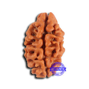 2 Mukhi Rudraksha from Nepal - Bead No. 170