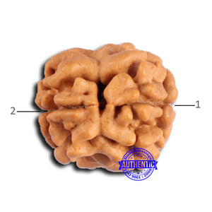 2 Mukhi Rudraksha from Nepal - Bead No. 171