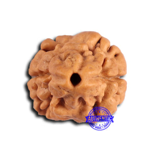 2 Mukhi Rudraksha from Nepal - Bead No. 171