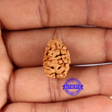 Load image into Gallery viewer, 2 Mukhi Rudraksha from Nepal - Bead No. 171
