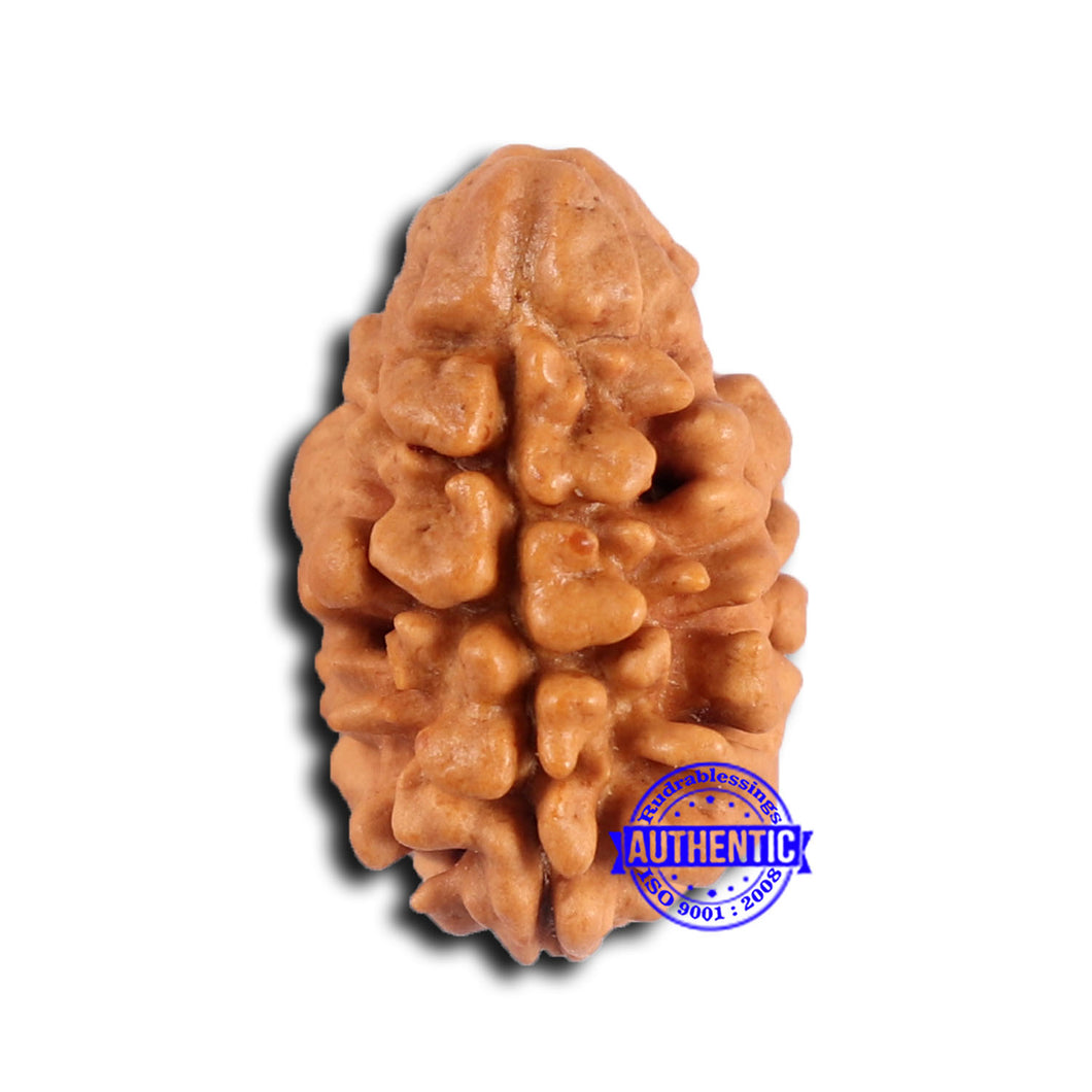 2 Mukhi Rudraksha from Nepal - Bead No. 171