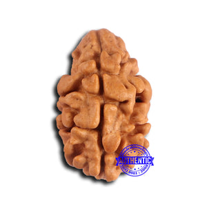 2 Mukhi Rudraksha from Nepal - Bead No. 171