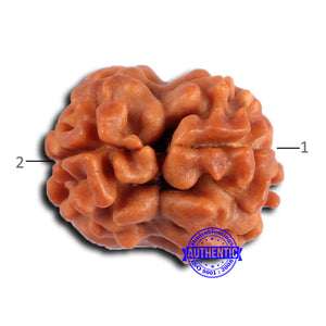 2 Mukhi Rudraksha from Nepal - Bead No. 172