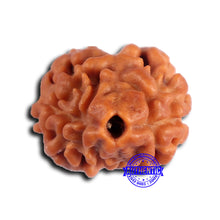 Load image into Gallery viewer, 2 Mukhi Rudraksha from Nepal - Bead No. 172
