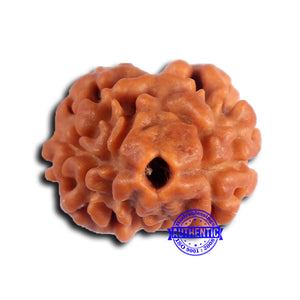 2 Mukhi Rudraksha from Nepal - Bead No. 172